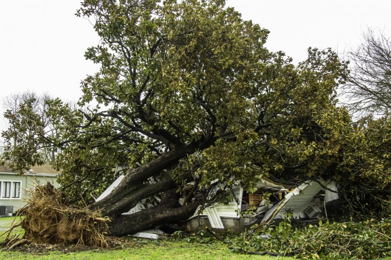 Fallen Tree on a Residential Property