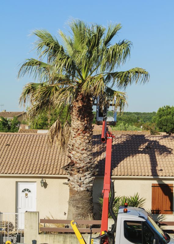 Palm Tree Removal