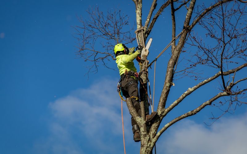 Fall Tree Removal