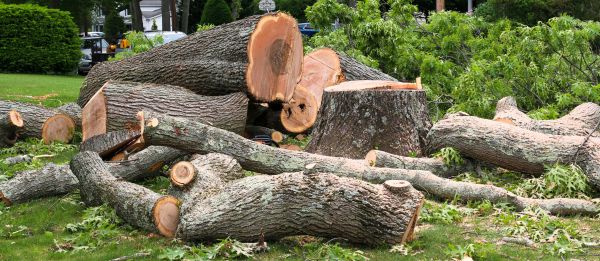 Large Tree Removal in Fayetteville