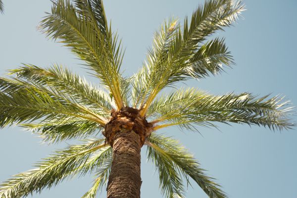 Palm Tree Removal in Fayetteville