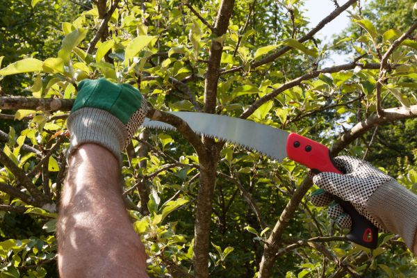 Small Tree Removal in Fayetteville