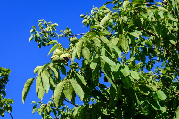 Cost of Walnut Tree Removal in Fayetteville