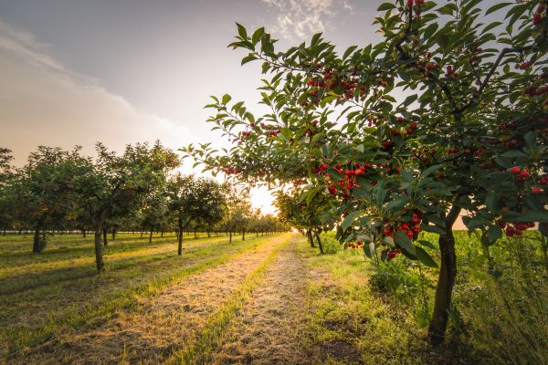 Cost of Cherry Tree Removal in Fayetteville