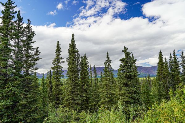 Cost of Spruce Tree Removal in Fayetteville