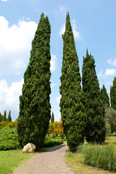 Cost of Cypress Tree Removal in Fayetteville