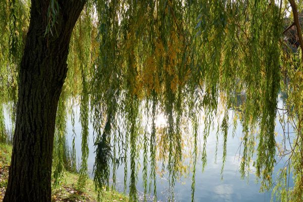 Cost of Willow Tree Removal in Fayetteville