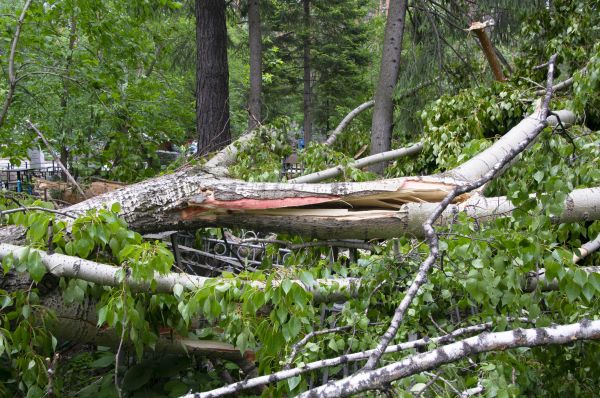 Cost of Birch Tree Removal in Fayetteville