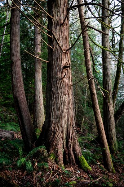 Cost of Cedar Tree Removal in Fayetteville