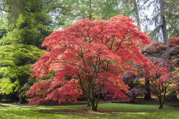 Cost of Maple Tree Removal in Fayetteville
