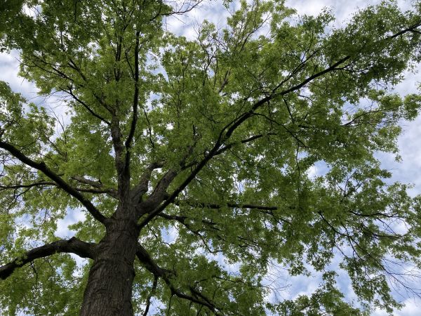 Cost of Oak Tree Removal in Fayetteville