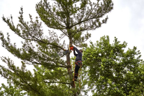 Cost of Pine Tree Removal in Fayetteville