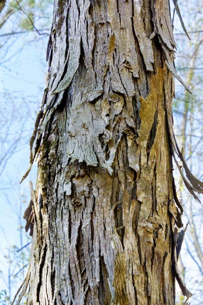 Cost of Hickory Tree Removal in Fayetteville