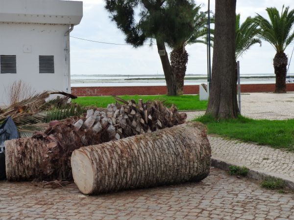 Palm Trees Removal in Fayetteville