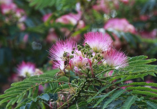 Cost of Mimosa Tree Removal in Fayetteville