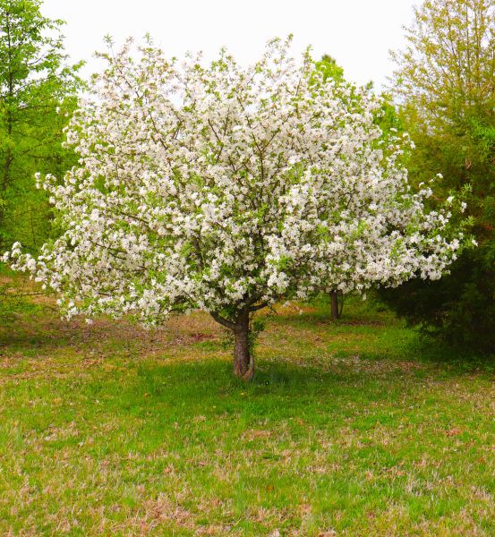 Cost of Dogwood Tree Removal in Fayetteville
