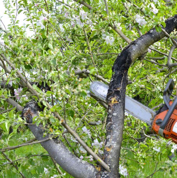Cost of Apple Tree Removal in Fayetteville