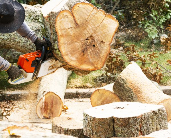 Tree Removal Service in Fayetteville