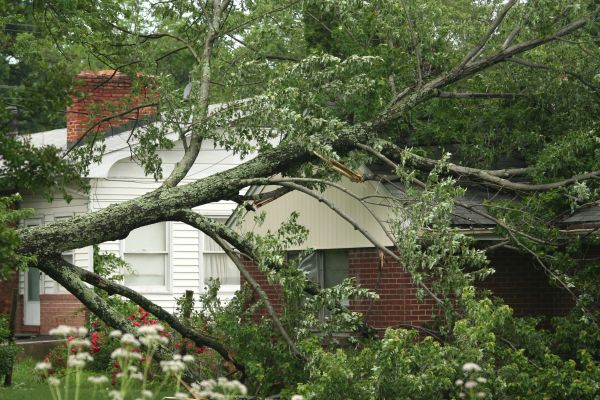 Emergency Tree Removal in Fayetteville