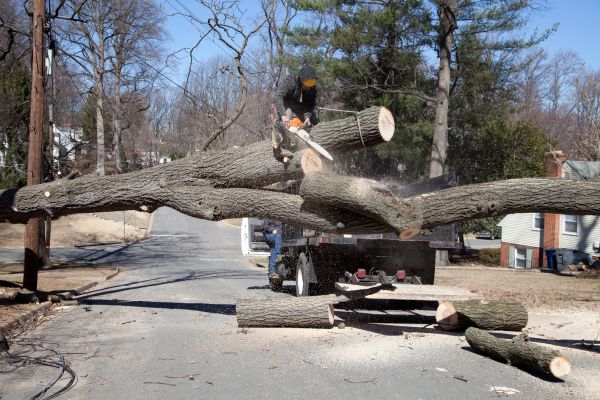 Cost of Residential Tree Removal in Fayetteville