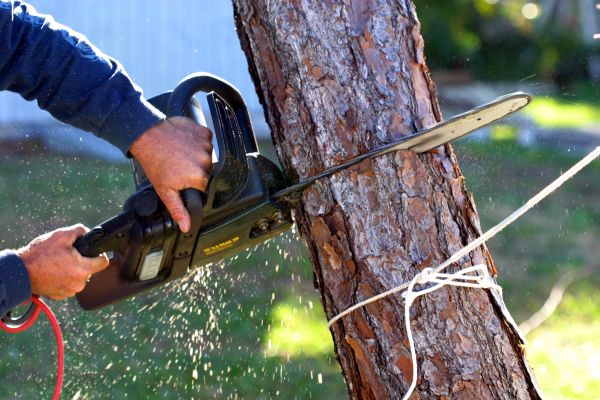 Dead Tree Removal in Fayetteville